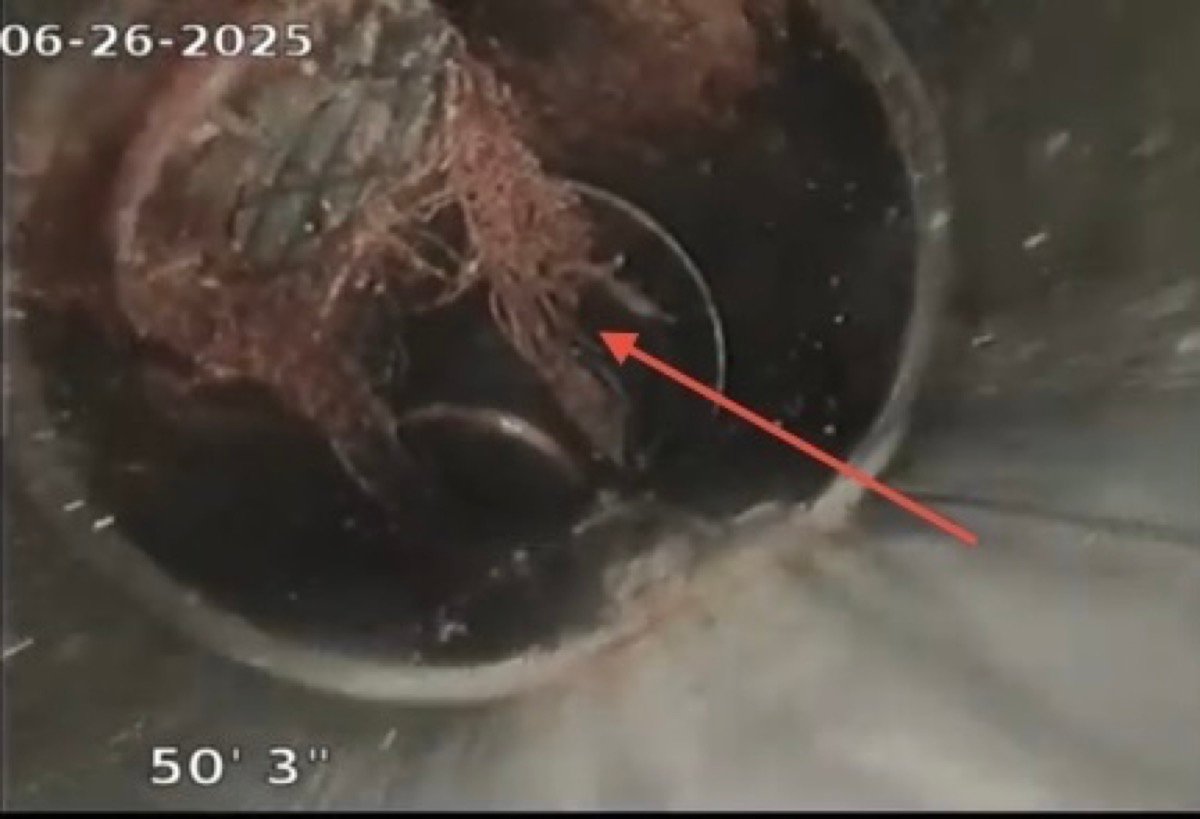 Tree roots found at 50 feet inside ABS sewer line during camera inspection in Oak Hills Beaverton June 2025